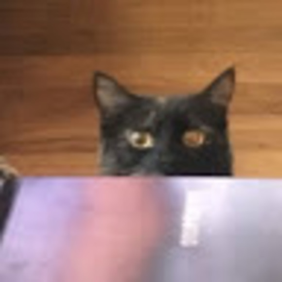 Meet your Posher, Tara - Picture 1 of 1